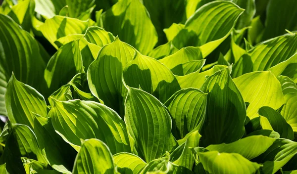 Rozostřený Obraz Velkých Zelených Listů Přírodní Zelené Textury Pozadí — Stock fotografie