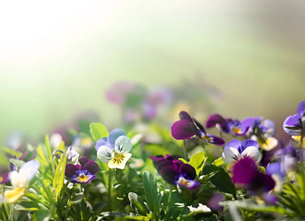 Blurred Blossoming Pansies Flowers Sun Light Natural Spring Background Selective — Stock Photo, Image