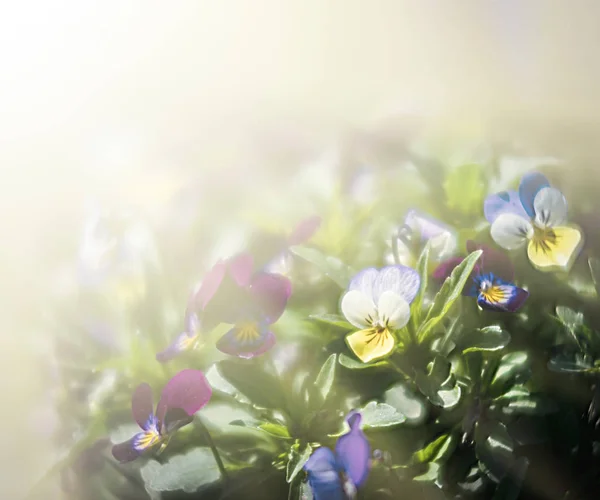 Bulanık Çiçek Açması Hercai Menekşe Çiçekler Güneş Işığı Doğal Kaynak — Stok fotoğraf