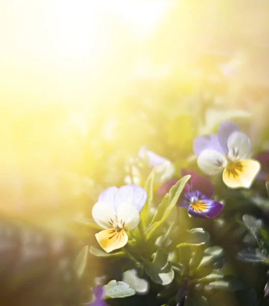 Blühende Stiefmütterchen Blühen Sonnenlicht Natürlichen Frühlingshintergrund Selektive Fokussierung Flache Dosierung — Stockfoto