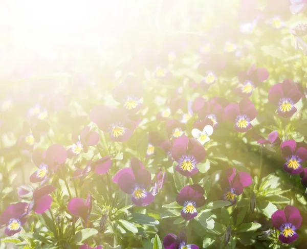 Flores Pérsia Desfocadas Florescendo Luz Sol Fundo Primavera Natural Foco — Fotografia de Stock