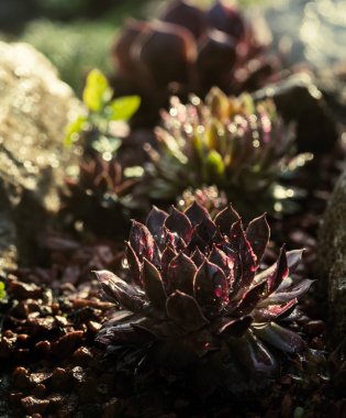 Sulu kayaların üzerinde yağmur damlaları ile arasında büyüyen bırakır. Bahçesinde succulents taşlar arasında bulunan dekoratif yer