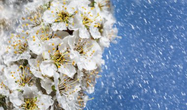 Bahar zamanı. Beyaz çiçek ağacın akarsu yağmur altında. Küçük damla su yaprakları. Yumuşak odak ve sığ Dof