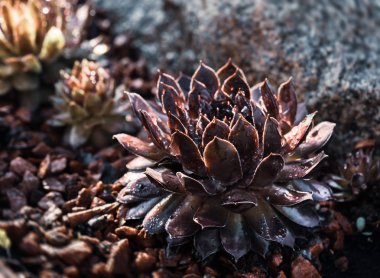 Sulu kayaların üzerinde yağmur damlaları ile arasında büyüyen bırakır. Bahçesinde succulents taşlar arasında bulunan dekoratif yer