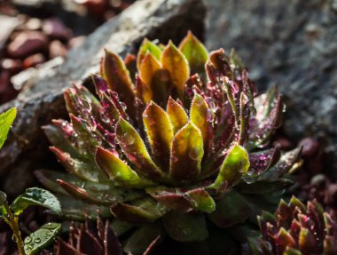 Sulu kayaların üzerinde yağmur damlaları ile arasında büyüyen bırakır. Bahçesinde succulents taşlar arasında bulunan dekoratif yer