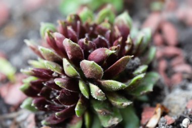 Kayaların arasında sulu yetişiyor. Bahçede dekoratif bir yer. Taşların arasında sulu suları var.