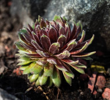 Kayaların arasında sulu yetişiyor. Bahçede dekoratif bir yer. Taşların arasında sulu suları var.