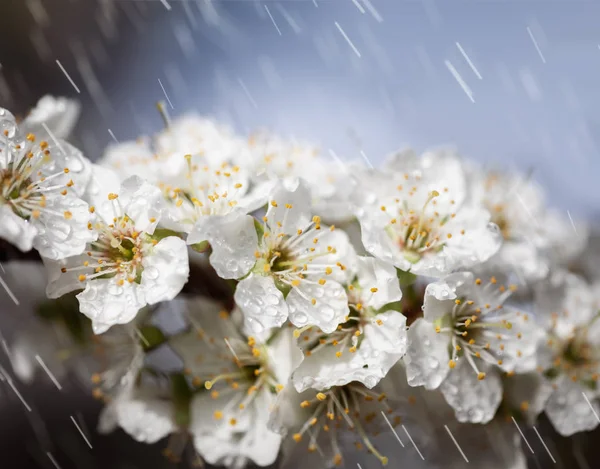 Lentetijd Witte Bloemen Boom Onder Stromen Van Regen Kleine Druppels — Stockfoto