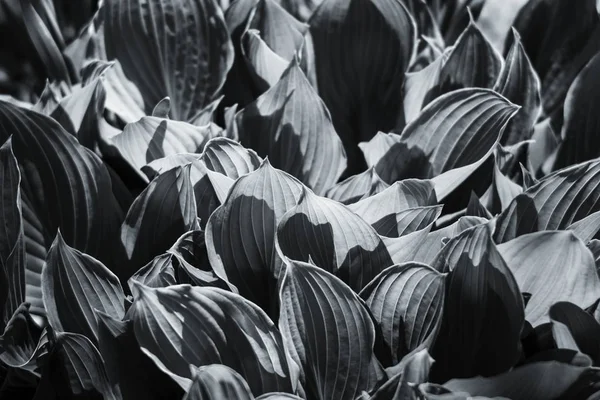 Черно Белое Мягкое Фоновое Изображение Больших Листьев Естественно Зеленый Фон — стоковое фото