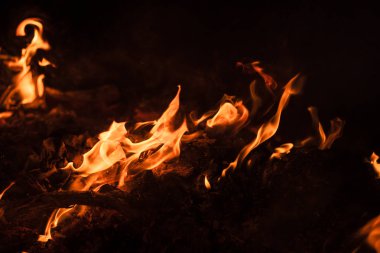 Yangın, şenlik ateşi, kamp ateşi. Gece şenlik ateşi alevleri. Siyah bir zemin üzerine alevler ateş
