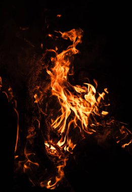 Yangın, şenlik ateşi, kamp ateşi. Gece şenlik ateşi alevleri. Siyah bir zemin üzerine alevler ateş