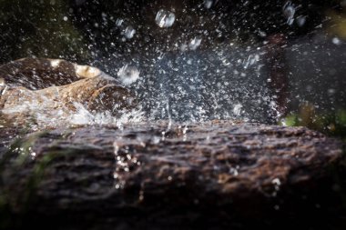 Taş ve dekoratif antika urn yağmurda ıslak. Yağmur su damlası taş'a düşüyor. Su akan ve onların etrafında sıçramasına.