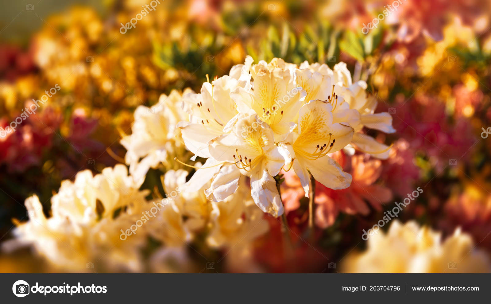 Plantas Rhododendron Flor Con Flores Diferentes Colores Arbustos Azalea  Parque: fotografía de stock © palinchak #203704796 | Depositphotos