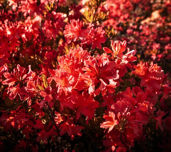 Piros Rhododendron Növény Virágzik Azálea Bokrok Parkban Rhododendron Virágmintás — Stock Fotó