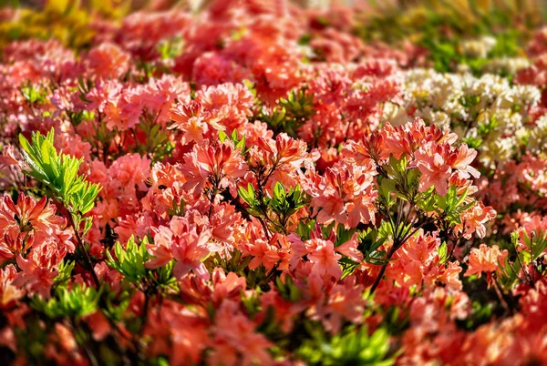 Piante Rododendro Fiore Cespugli Azalea Nel Parco Rododendro Modello Fiore — Foto Stock