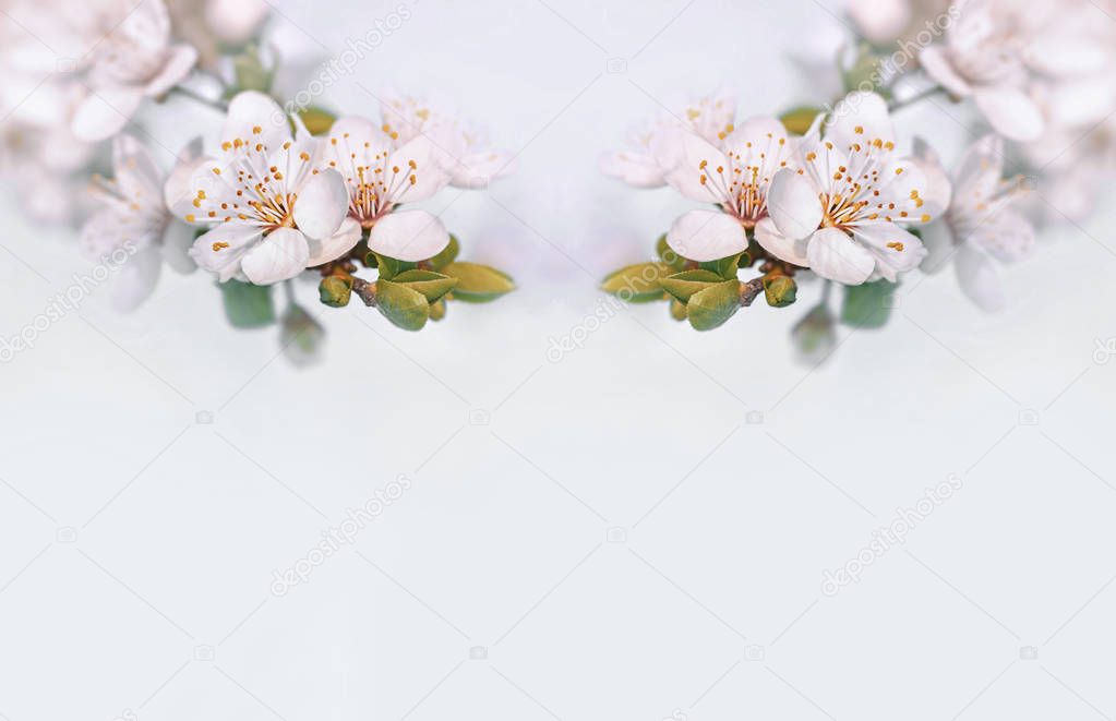 Springtime nature background with copy space. Soft focus image of spring flowers blossom. Spring blooming tree, gentle white flowers. Blossom border on soft focus background