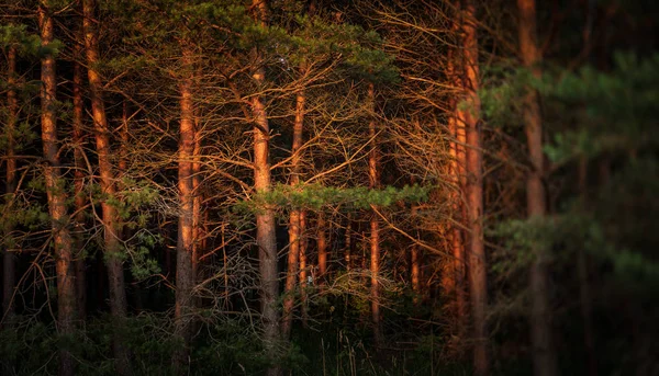 Tallar Vid Kusten Östersjön Kväll Solnedgången Strålar Klassiskt Östersjön Landskap — Stockfoto