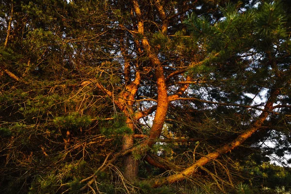 Pijnbomen Kust Van Oostzee Stralen Van Zonsondergang Van Avond Klassieke — Stockfoto