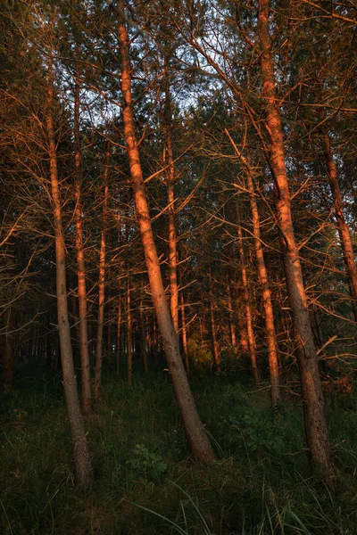 Tallar Vid Kusten Östersjön Kväll Solnedgången Strålar Klassiskt Östersjön Landskap — Stockfoto