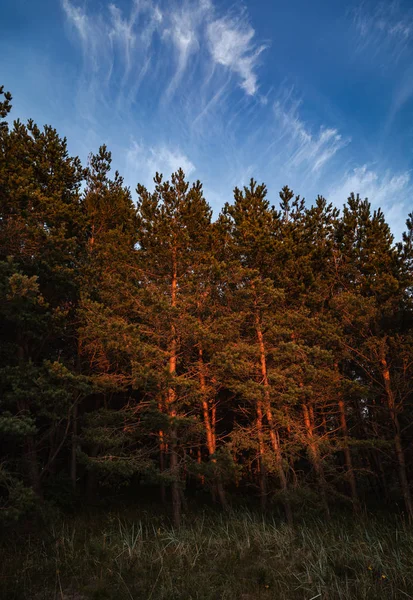 Tallar Vid Kusten Östersjön Kväll Solnedgången Strålar Klassiskt Östersjön Landskap — Stockfoto