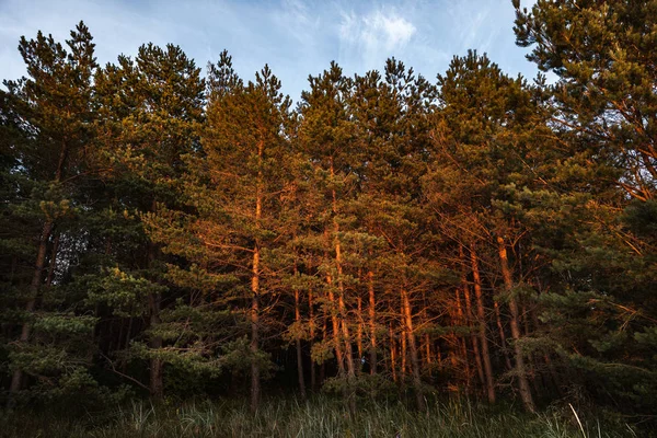 Tallar Vid Kusten Östersjön Kväll Solnedgången Strålar Klassiskt Östersjön Landskap — Stockfoto