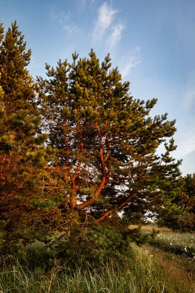 Akşam Güneşin Işınları Baltık Denizi Nin Kıyısında Çam Ağaçları Klasik — Stok fotoğraf