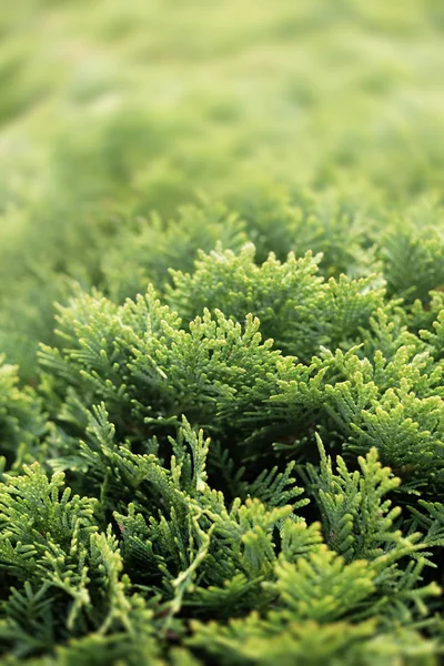 Křoví Zelené Thuja Detailní Záběr Větve Stromu Thuja — Stock fotografie