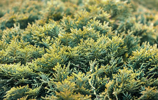 Arbusto Rufia Verde Fechar Ramo Árvore Thuja — Fotografia de Stock