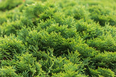 Yeşil mazı bush. Mazı (bitki) ağaç dalı yakın çekim.