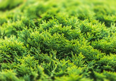 Yeşil mazı bush. Mazı (bitki) ağaç dalı yakın çekim.
