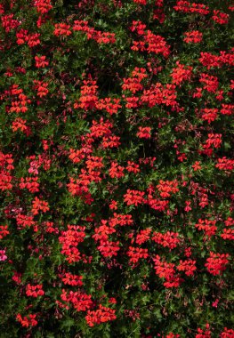 Renkli çiçek arka plan küçük kırmızı çiçekler