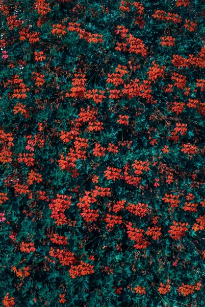 Πολύχρωμα Φλοράλ Φόντο Από Μικρά Κόκκινα Λουλούδια — Φωτογραφία Αρχείου