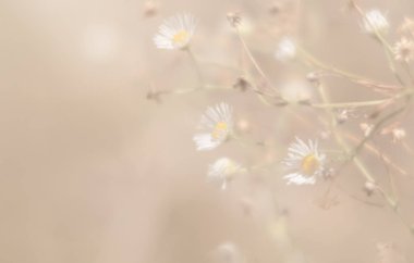 Bulanık çimen çiçekler yüksek anahtar arka planda. Çayır çiçek ile rüya gibi güzel arka plan. Çim ve yumuşak odak çiçeklenir. Ufuk yansıma.