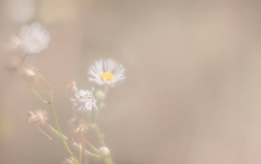 Bulanık çimen çiçekler yüksek anahtar arka planda. Çayır çiçek ile rüya gibi güzel arka plan. Çim ve yumuşak odak çiçeklenir. Ufuk yansıma.