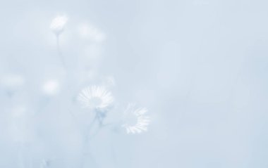 Bulanık çimen çiçekler yüksek anahtar arka planda. Çayır çiçek ile rüya gibi güzel arka plan. Çim ve yumuşak odak çiçeklenir. Ufuk yansıma.
