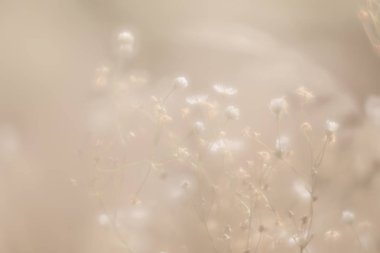 Bulanık çimen çiçekler yüksek anahtar arka planda. Çayır çiçek ile rüya gibi güzel arka plan. Çim ve yumuşak odak çiçeklenir. Ufuk yansıma.