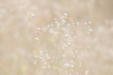 Bulanık çimen çiçekler yüksek anahtar arka planda. Çayır çiçek ile rüya gibi güzel arka plan. Çim ve yumuşak odak çiçeklenir. Ufuk yansıma.