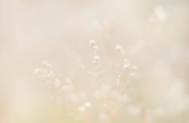 Bulanık çimen çiçekler yüksek anahtar arka planda. Çayır çiçek ile rüya gibi güzel arka plan. Çim ve yumuşak odak çiçeklenir. Ufuk yansıma.