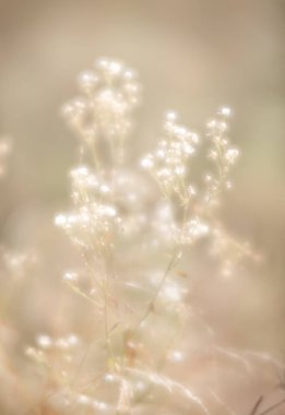 Bulanık çimen çiçekler yüksek anahtar arka planda. Çayır çiçek ile rüya gibi güzel arka plan. Çim ve yumuşak odak çiçeklenir. Ufuk yansıma.