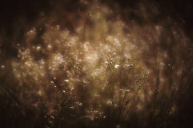 Bulanık çimen çiçekler düşük anahtar arka planda. Çayır çiçek ile rüya gibi güzel arka plan. Çim ve yumuşak odak çiçeklenir. Ufuk yansıma.