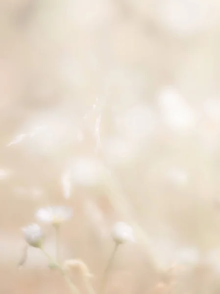 高いキーでぼやけている草の花背景 花の草原と夢のような美しい背景 花がソフト フォーカス イメージ — ストック写真