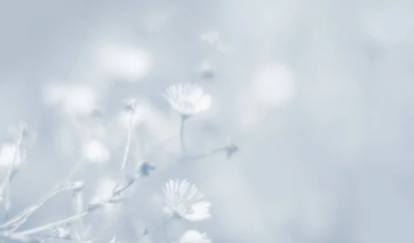 Grama Borrada Flores Fundo Chave Alta Sonhador Belo Fundo Com — Fotografia de Stock