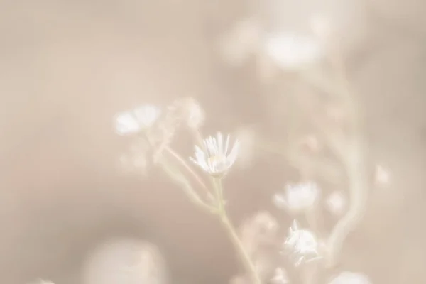 Blurred Grass Flowers Background High Key Dreamy Beautiful Background Meadow — Stock Photo, Image