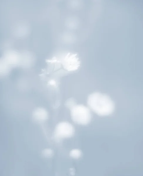 Blurred Grass Flowers Background High Key Dreamy Beautiful Background Meadow — Stock Photo, Image