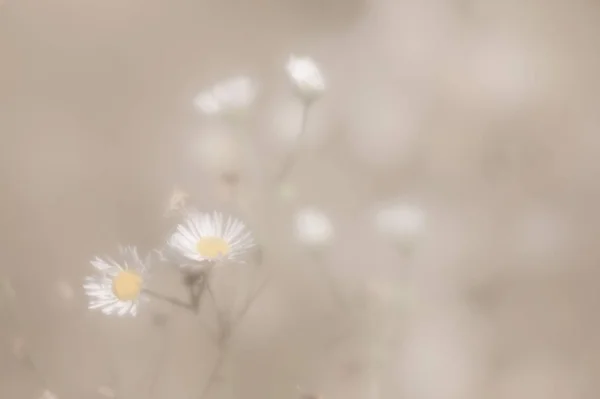 Blurred grass flowers background in high key. Dreamy beautiful background with meadow of flowers. Grass and flowers in soft focus. Defocused image.
