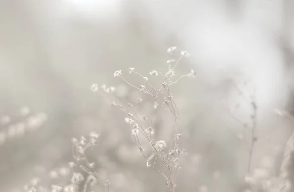 Flores Hierba Borrosa Fondo Clave Alta Hermoso Fondo Ensueño Con —  Fotos de Stock