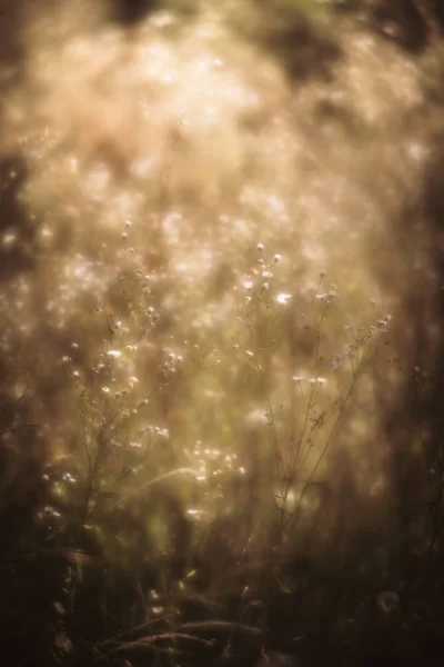 Flores Hierba Borrosa Fondo Tono Bajo Hermoso Fondo Ensueño Con —  Fotos de Stock