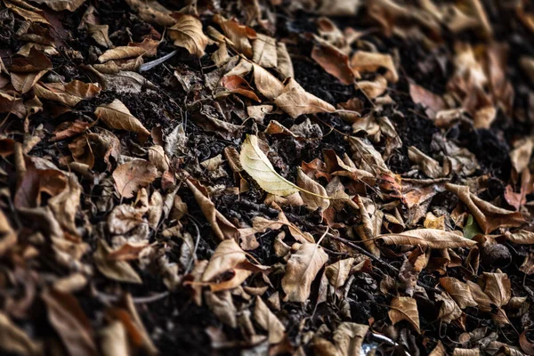 秋の地面の葉に落ちた 小さな被写し界深度 — ストック写真