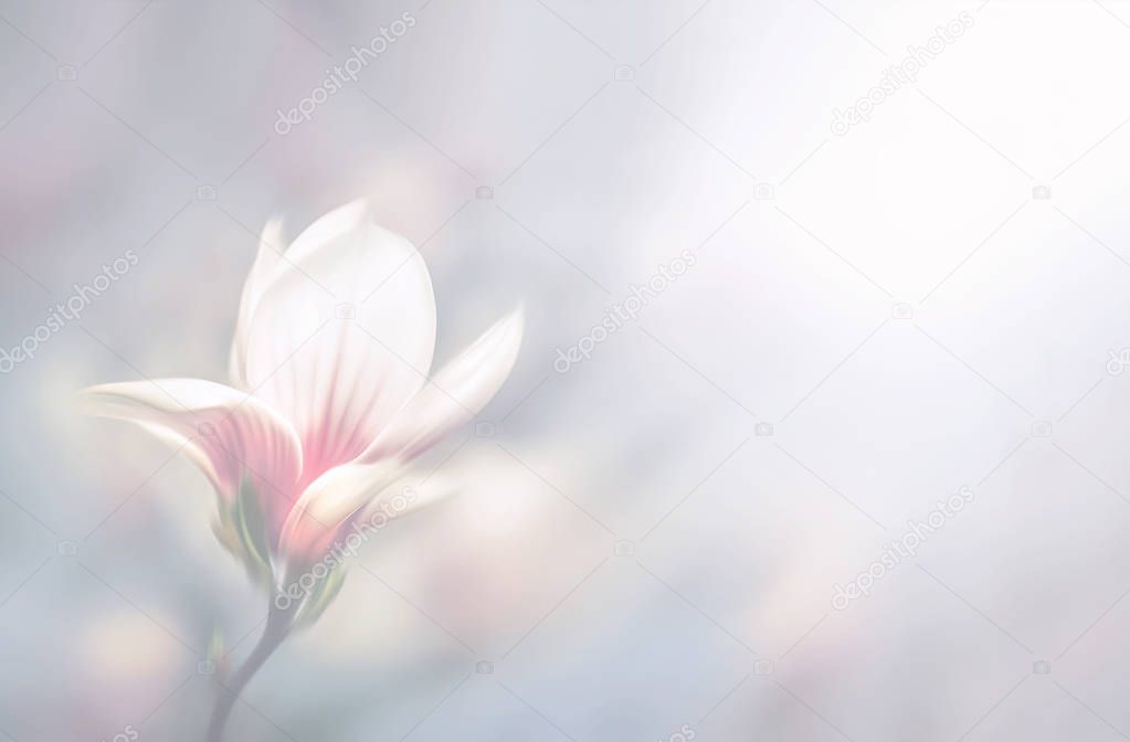 Soft focus image in light tonality of blossoming magnolia flower with copyspace. Abstract blurred flowers. Intentional motion blur. Shallow DOF