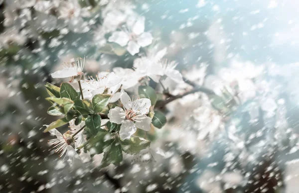 Våren Blommor Med Regndroppar Mjuk Bild Blommande Träd Brunch Med — Stockfoto